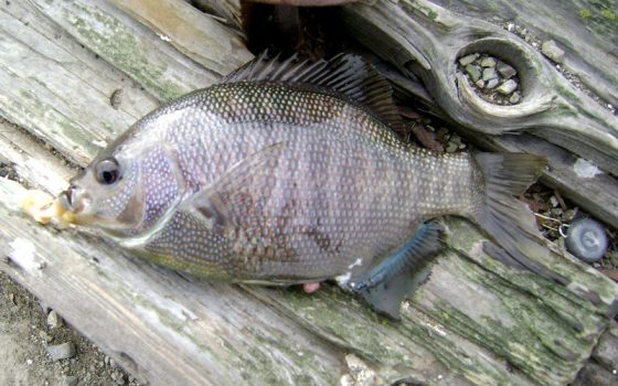 Black Perch - Pier Fishing in California