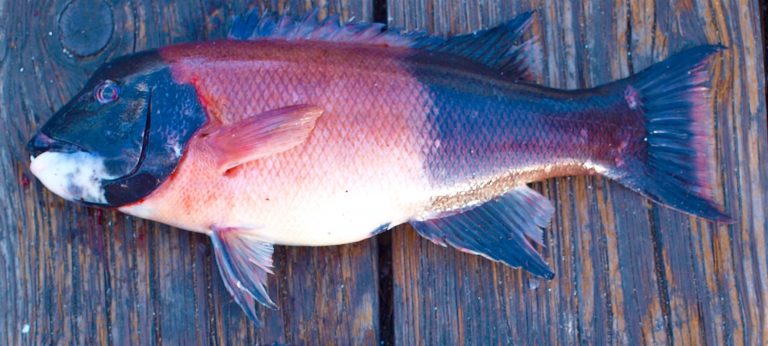 California Sheephead - Pier Fishing in California