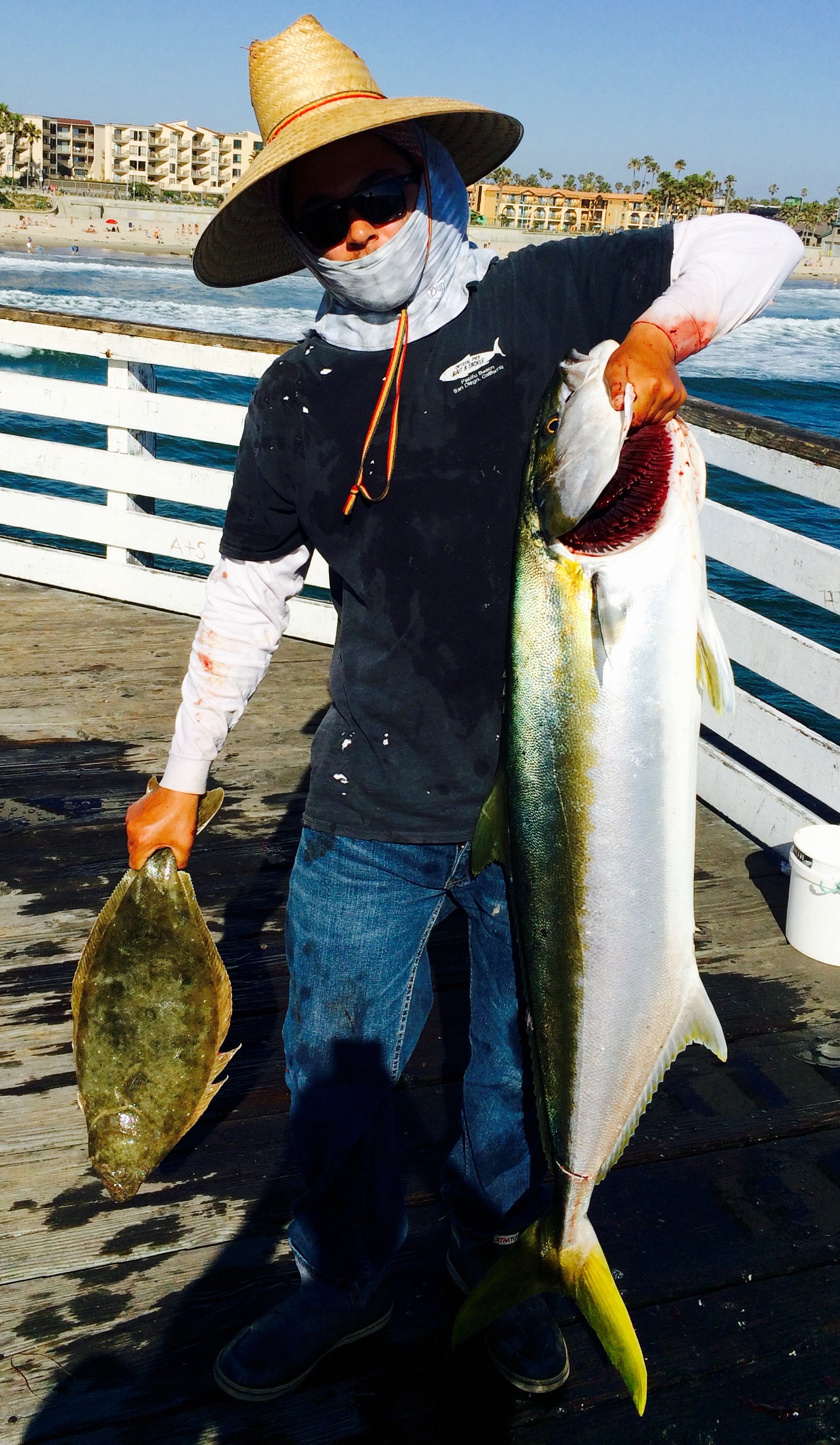 California Yellowtail - Pier Fishing in California