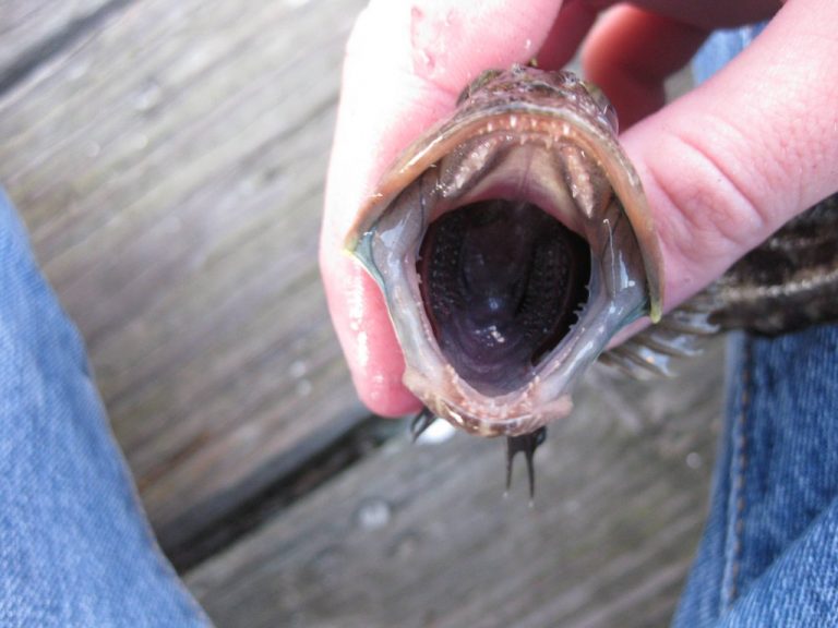 Onespot Fringehead - Pier Fishing in California