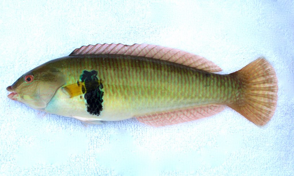 Scott's Species – redfin perch, a lovely-tasting fish albeit a pest –  Recfishwest