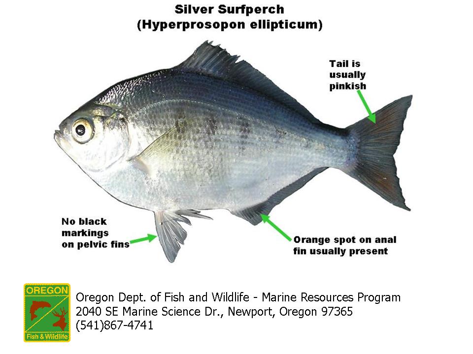How to fish for bass  Oregon Department of Fish & Wildlife