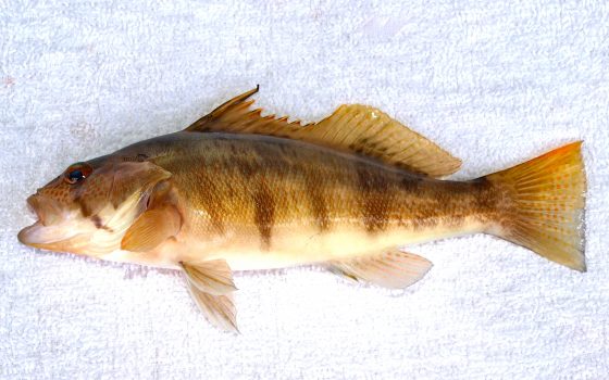 Barred Sand Bass - Pier Fishing in California