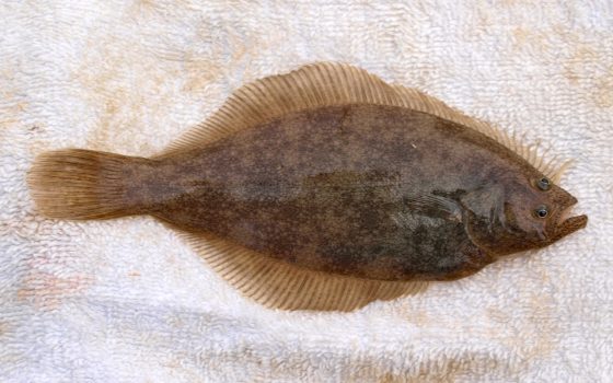 Sand Sole - Pier Fishing in California