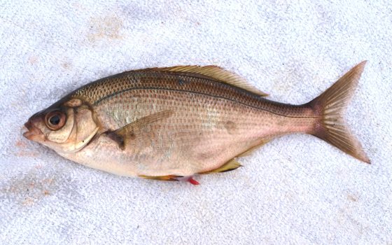 Sharpnose Seaperch - Pier Fishing in California