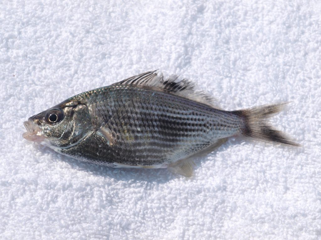 Shiner Perch - Pier Fishing In California