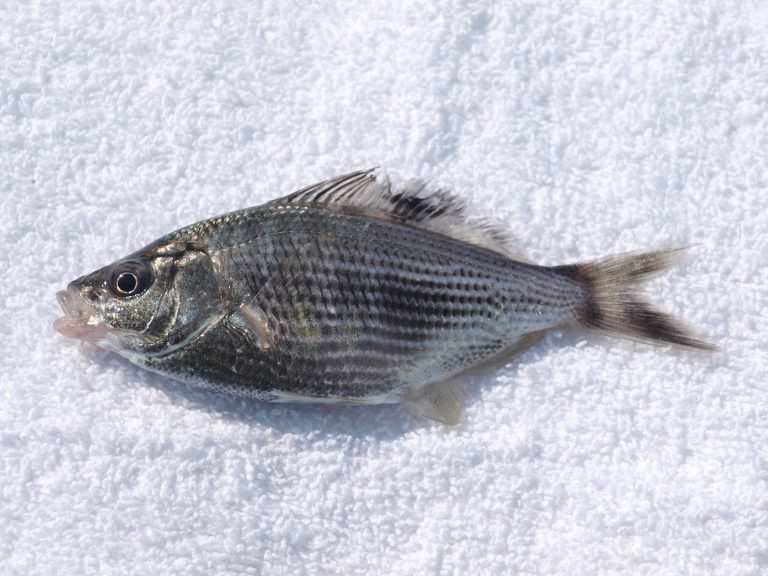 Shiner Perch - Pier Fishing in California