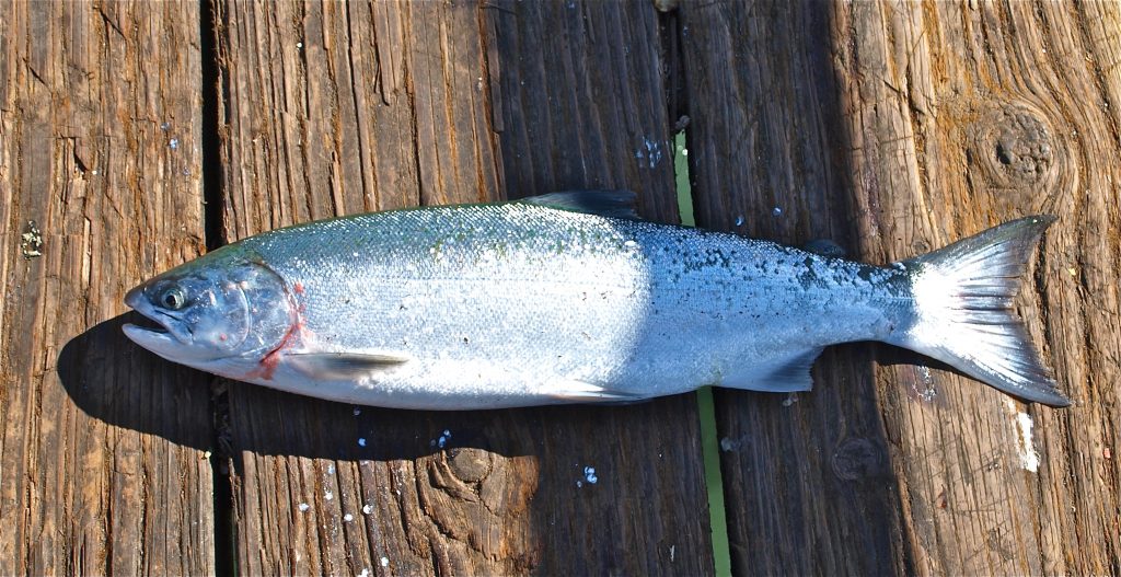 Coho Salmon  California Trout