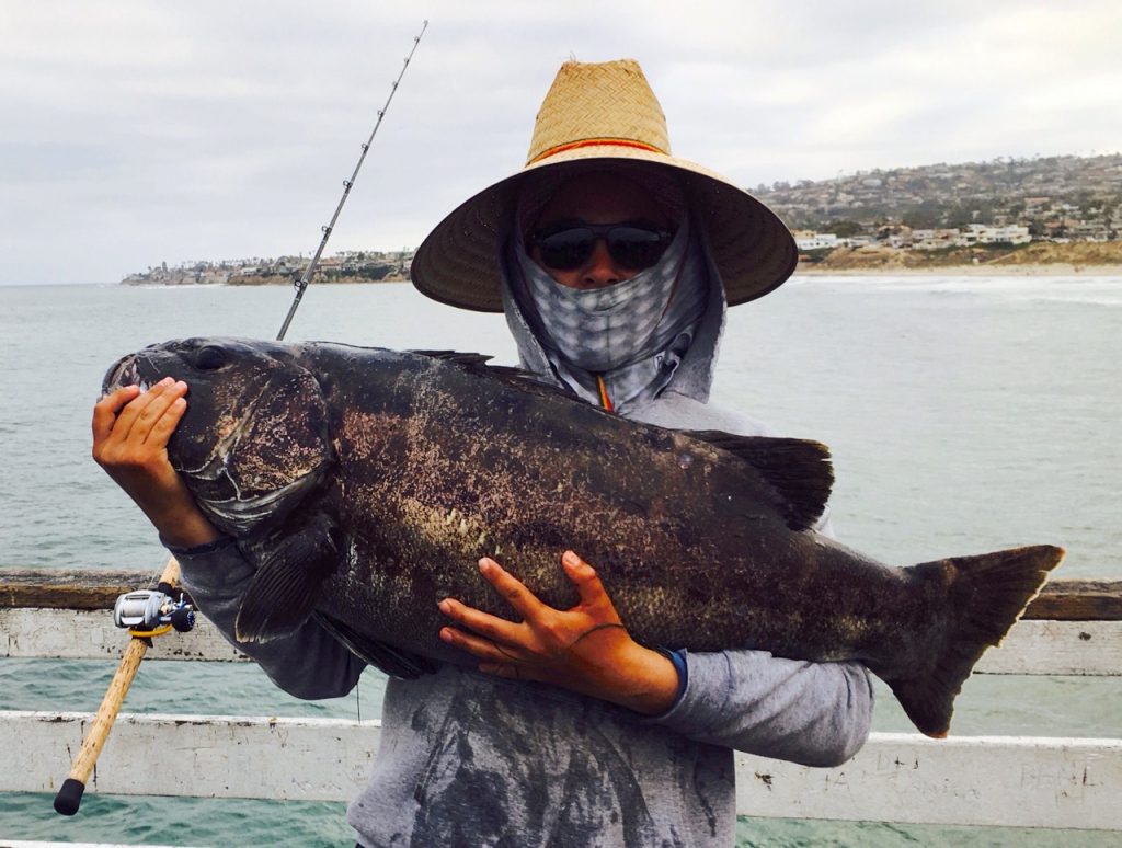 Giant (Black) Sea Bass Pier Fishing in California