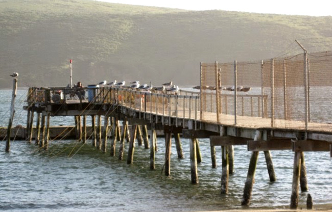 Lawson's Landing Pier — Tomales Bay - Pier Fishing in California