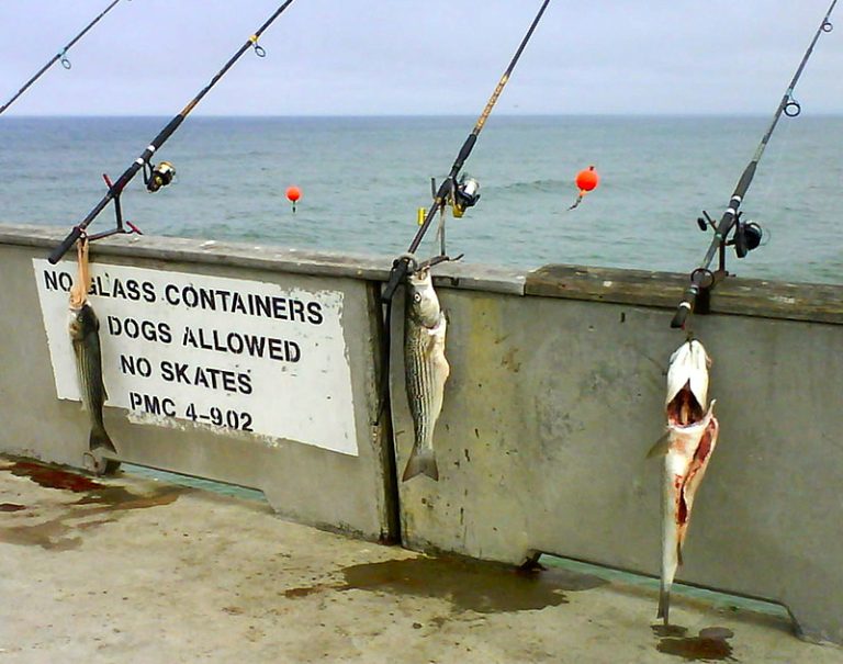 Pacifica Pier - Pier Fishing in California