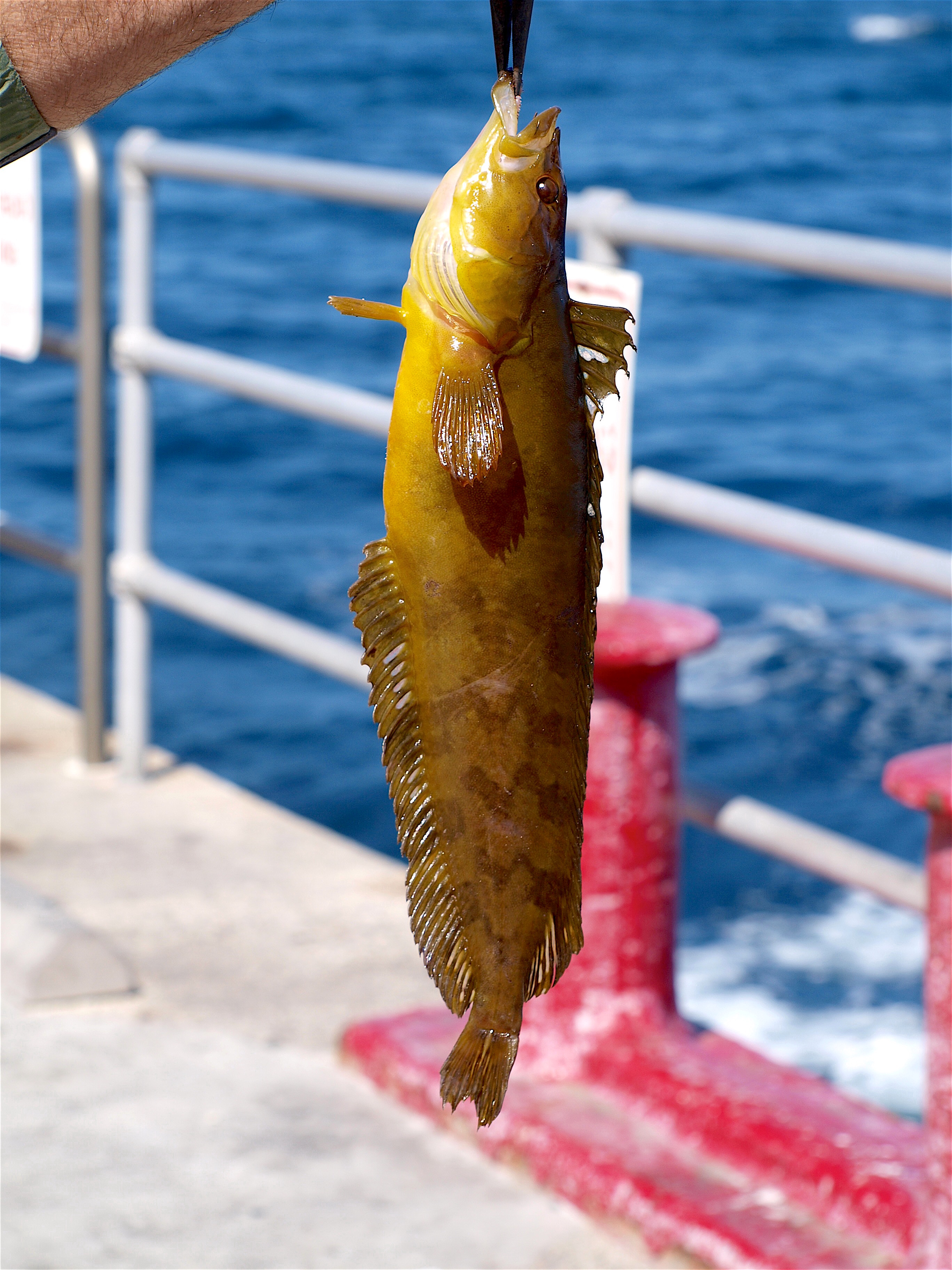 Sea Fishing Grip Weights 90 gram/3oz - Terminal Tackle - Sea