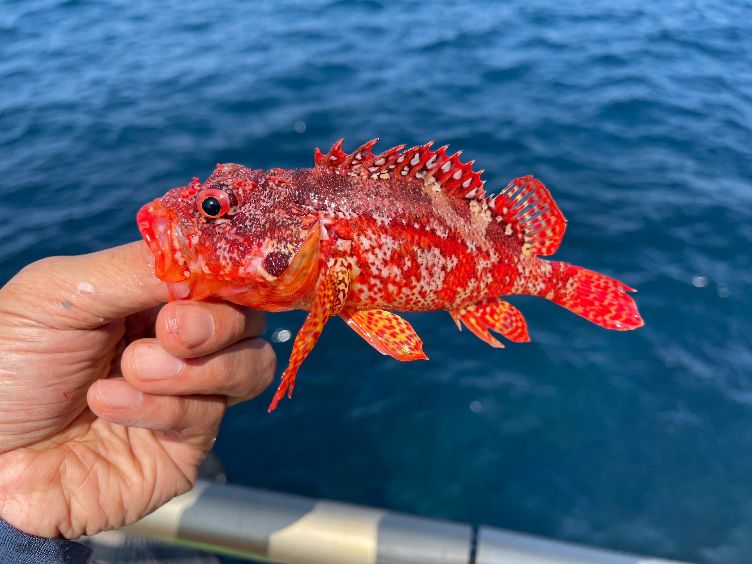 red scorpion fish