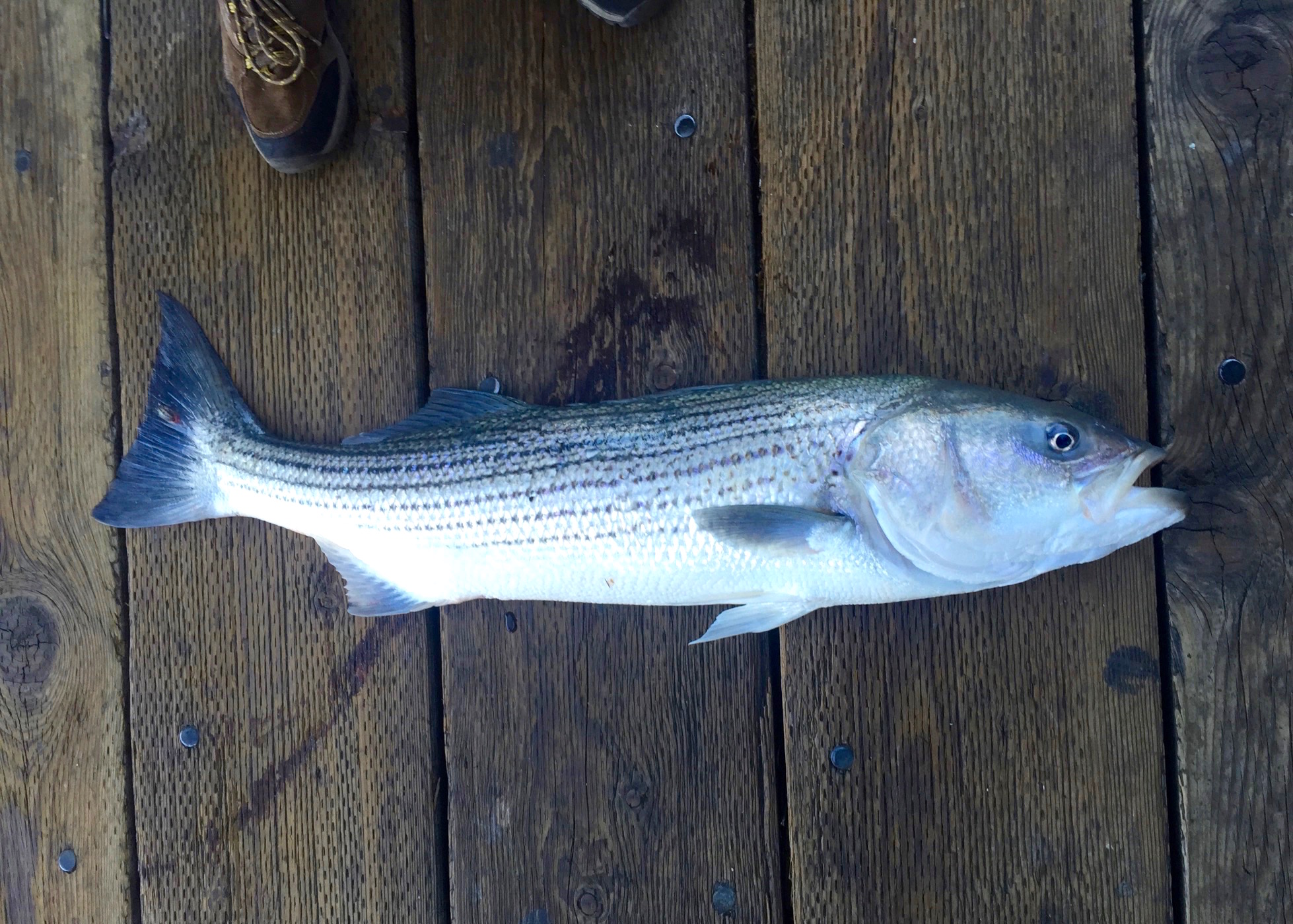 striped-bass-oceanside-p-2015-11-lee-1-37in-35lb-2-pier-fishing-in