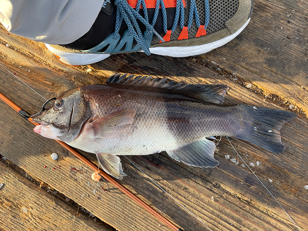 Owner Hooks - Croaker season is in full swing along the Gulf Coast. We have  been receiving a lot of messages, emails, and calls about which hooks/rigs  to use when fishing live