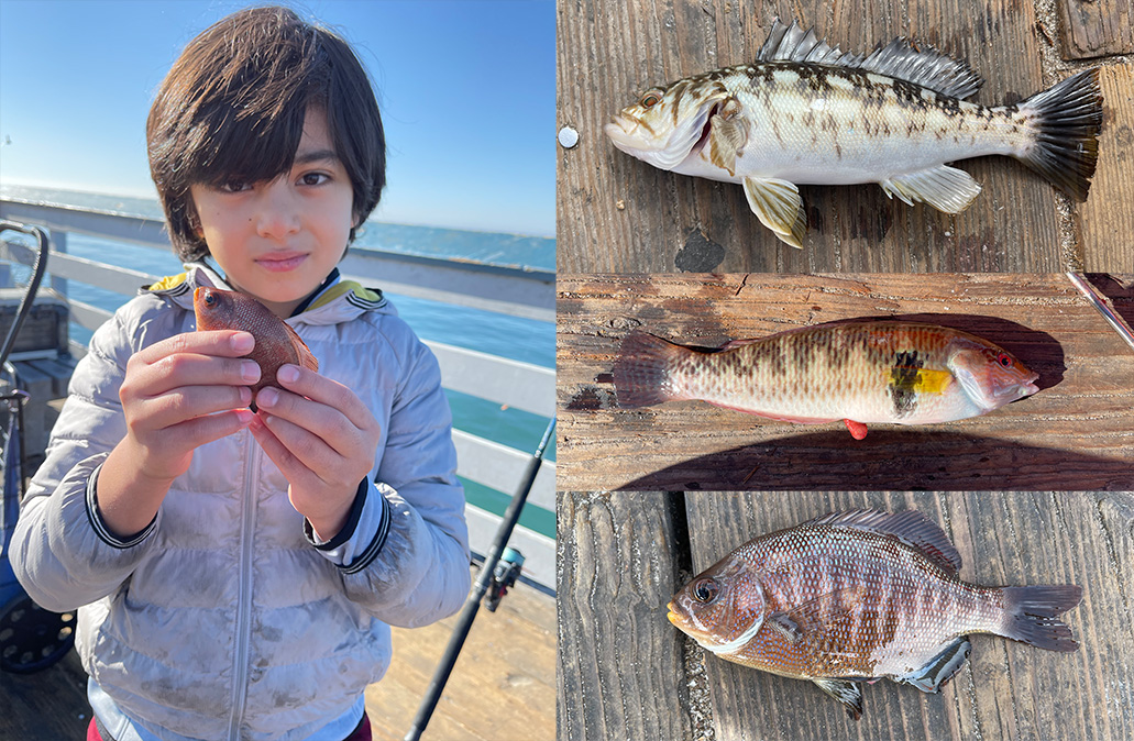Itty Biggy: Baby Bass: Red Hooks - Fishing Herald