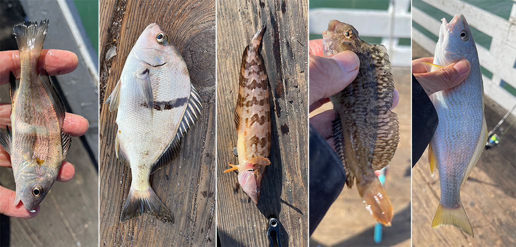 45-pound white seabass caught by local angler as sportfishing season kicks  off – Orange County Register