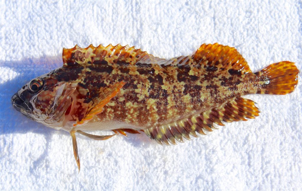 Largemouth Blenny - Pier Fishing in California