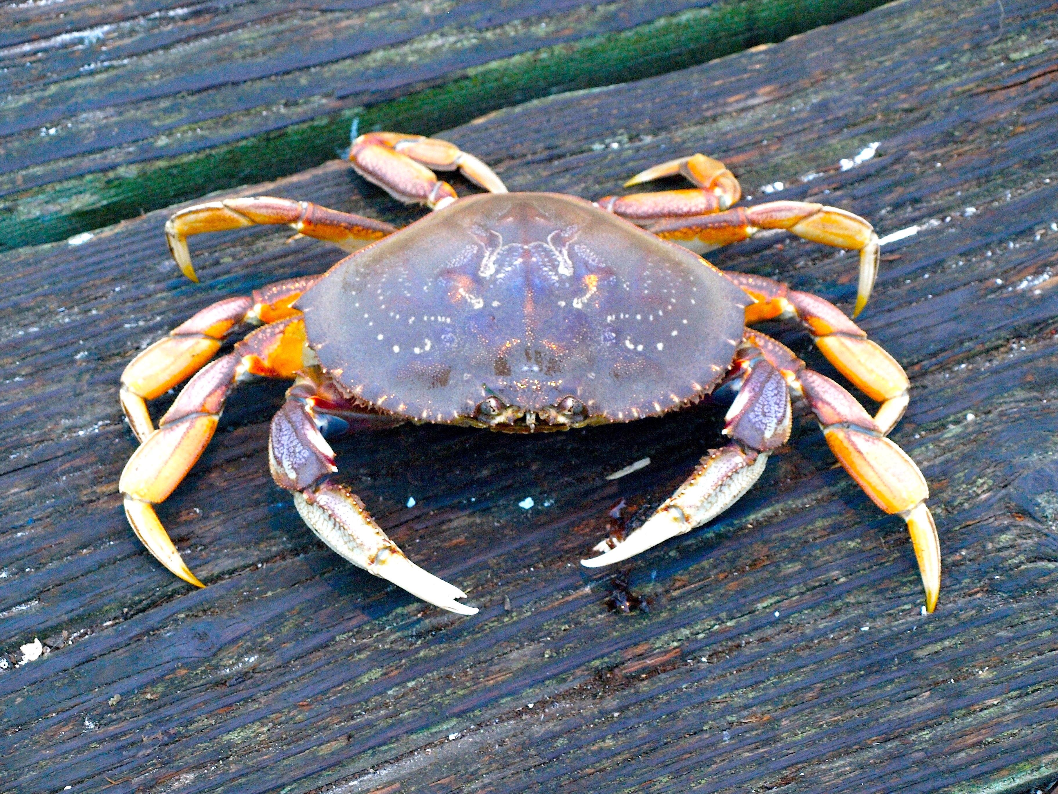 How to snare crab with a fishing rod, Dungeness crabbing, lawson's  landing