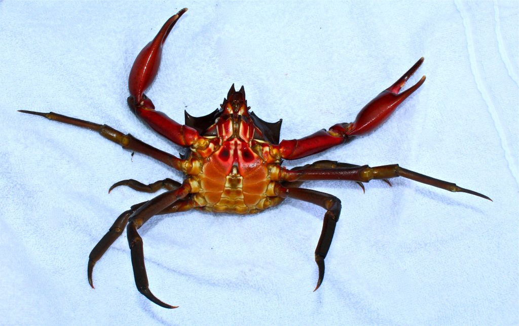 Kelp Crab aka Northern Kelp Crab Pier Fishing in California