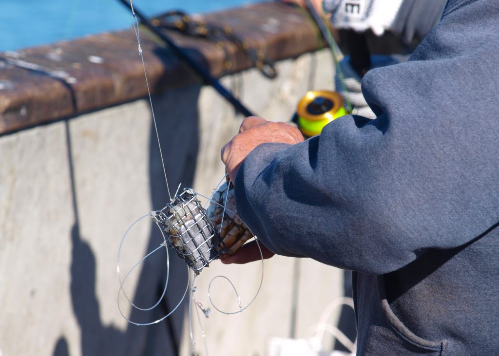 Dungeness Crab Pier Fishing in California