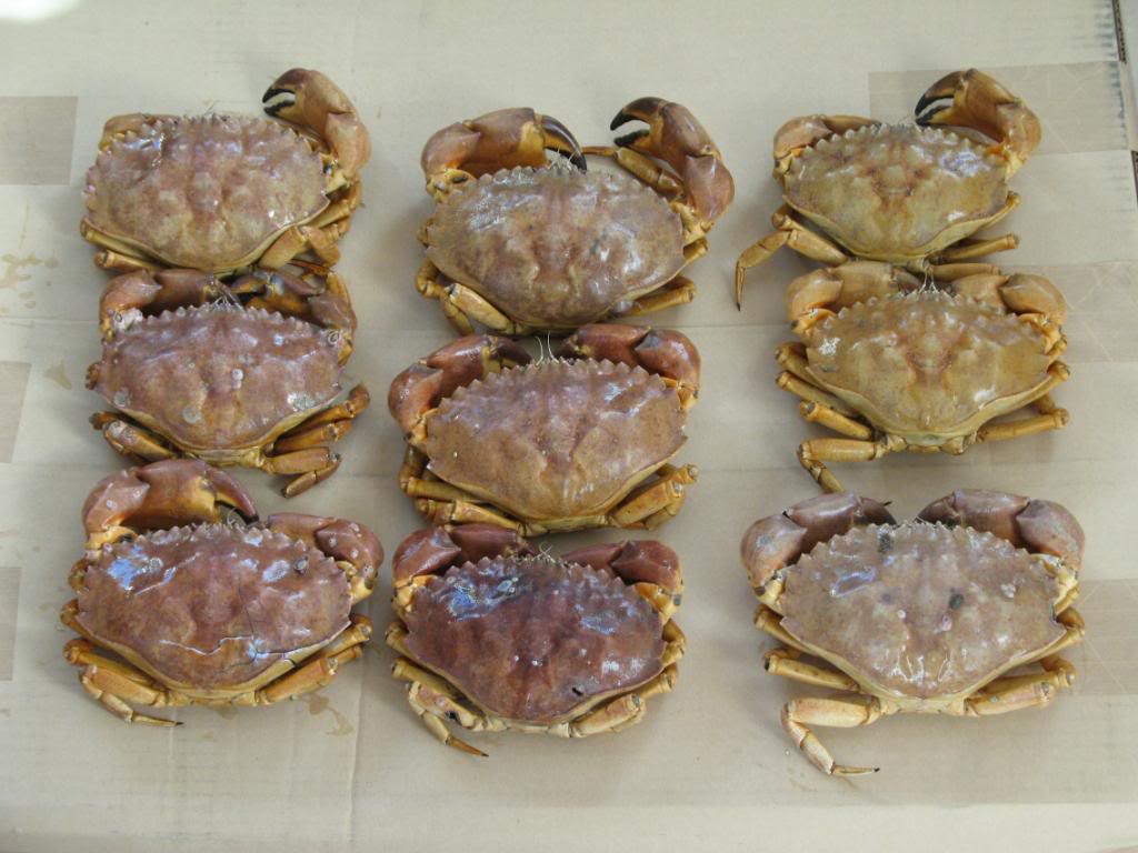 yellow crabs