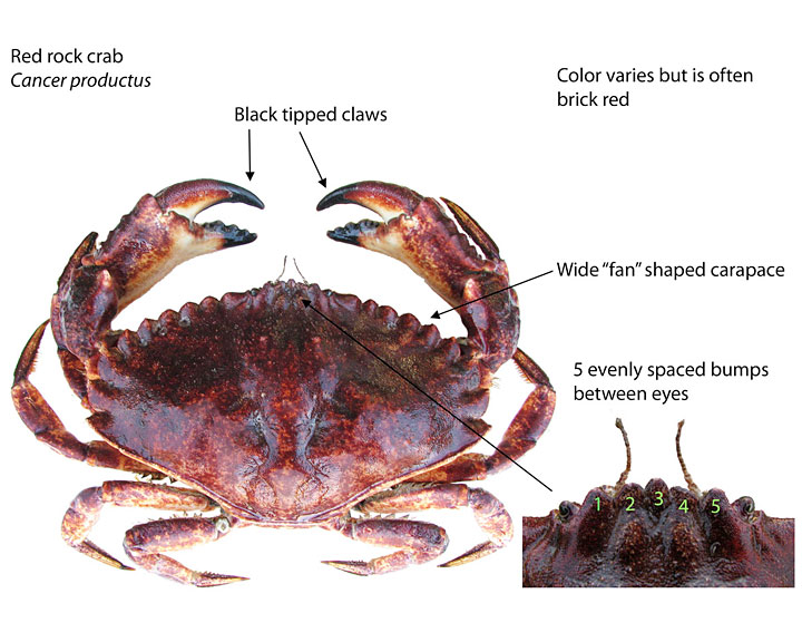 Joe S Rock Pacific Crab Claws Food And Drink Food Foodie